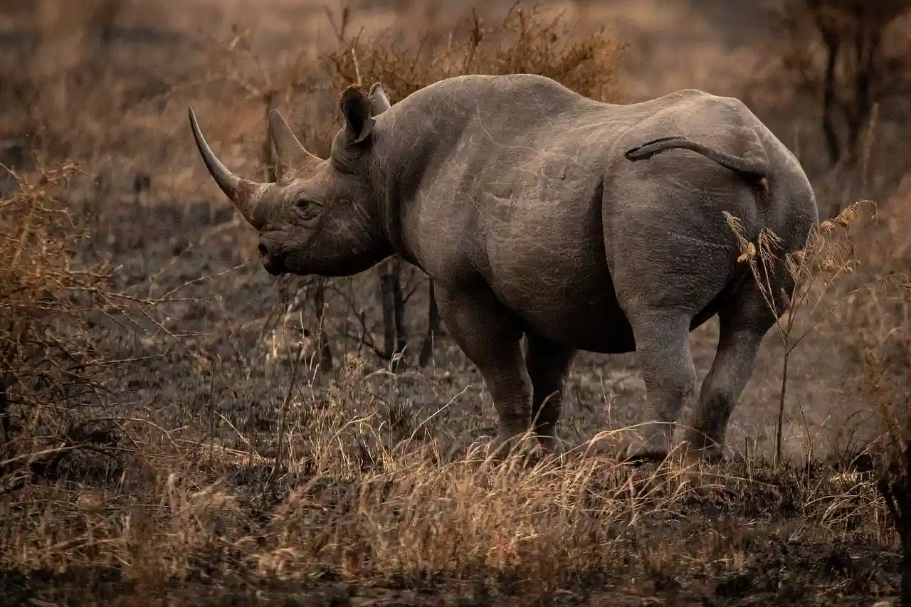 Wildtiere schützen: Ein Projekt zum Schutz bedrohter Tierarten